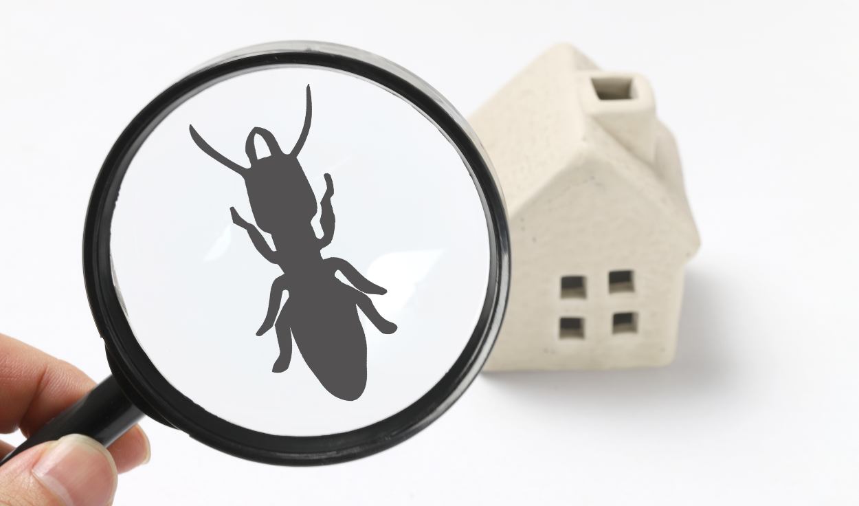 Importance Of Pest Identification For Effective Pest Control